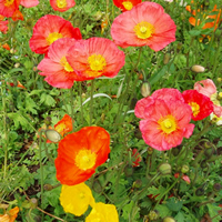 coquelicots_pleine conscience